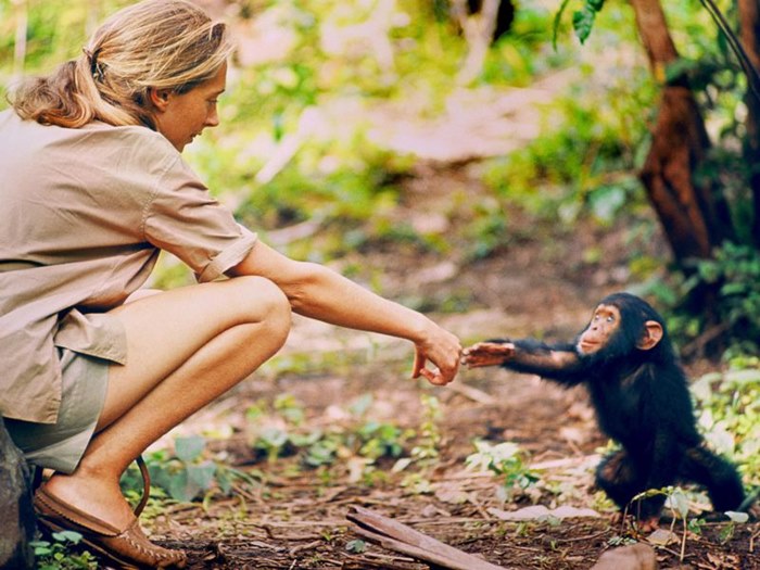 Jane Goodall, studiosa dei primati bonobo. Courtesy of AF Archive/Alamy Stock Photo